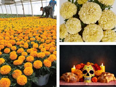 Collage of marigolds and Day of the Dead