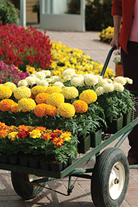 Marigolds in a wagon
