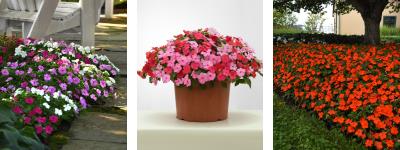 A collage of Beacon Impatiens varieties