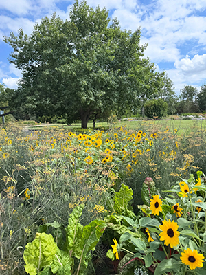 Flower bed under a blue sky