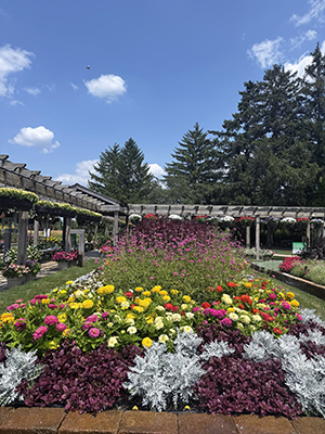 Flower bed under a blue sky