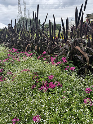 Flower bed under a blue sky