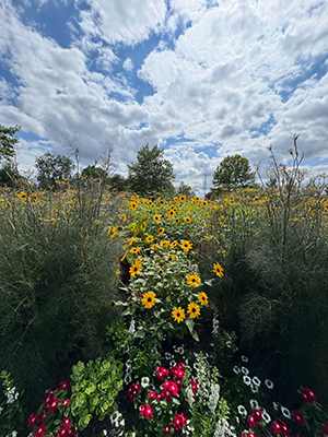 Flower bed under a blue sky and white clouds