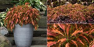 Three images showing the pink-coral leaves of Coleus Coral Candy. A pot, landscape and foliage.