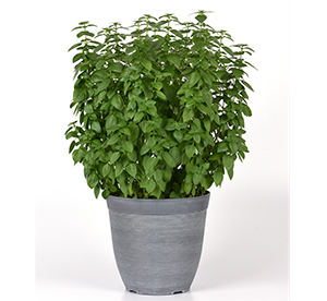 A gray decorative pot filled with green basil foliage plant on white background.