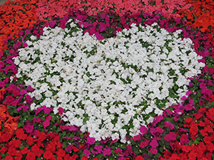 a heart-shaped design using colourful Beacon Impatiens