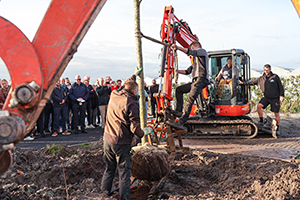 The tree is planted using a large piece of landscape equipment. A man is standing on the tree root ball as another guides it into place.