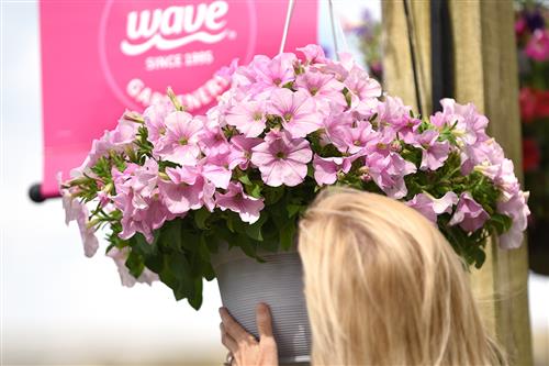 a woman with blonde hair holds up a basekt of pink pearl petunias