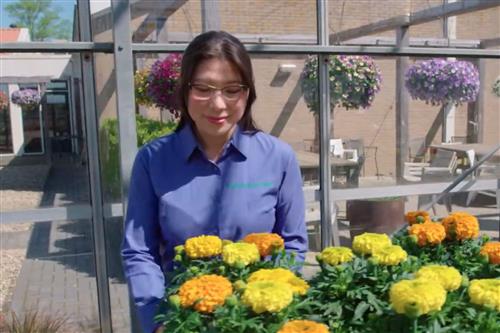 A woman looks at a bench of marigolds.
