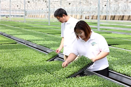 a man and woman inspecting seed plug trays in a greenhouse.