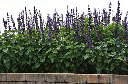 Salvia Big Blue