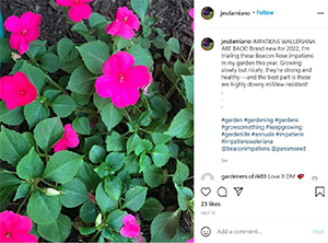 Beacon Impatiens in the garden of gardenwriter Jessica Damiano