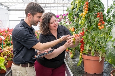 Josh K and Cheni F inspect a line of tomatoes.