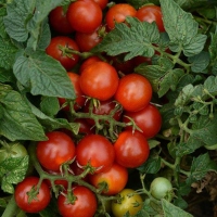 Little Bing Tomatoes on the vine