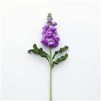 Figaro Lavender Single Stem, White Background