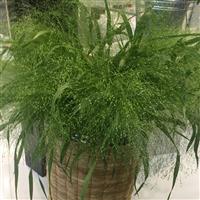 Grass Panicum Capillare Frosted Explosion Container