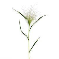 Grass Panicum Capillare Frosted Explosion Single Stem, White Background