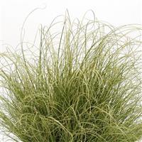 ColorGrass® Carex Amazon Mist Bloom