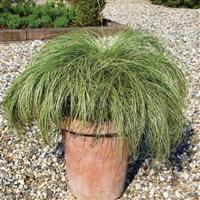 ColorGrass® Carex Amazon Mist Container