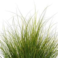 ColorGrass® Carex Phoenix Green Bloom