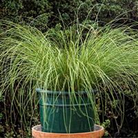 ColorGrass® Carex Phoenix Green Container