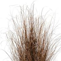 ColorGrass® Carex Red Rooster Bloom