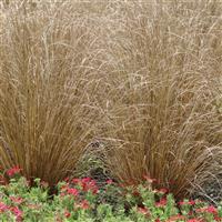 ColorGrass® Carex Red Rooster Landscape