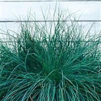 ColorGrass® Festuca Festina Bloom