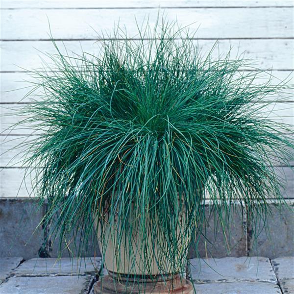 ColorGrass® Festuca Festina Container