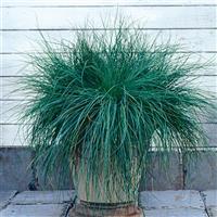 ColorGrass® Festuca Festina Container