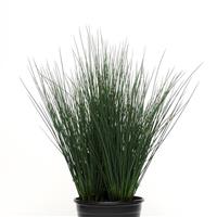 ColorGrass® Juncus Blue Dart Container