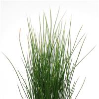 ColorGrass® Juncus Javelin Bloom