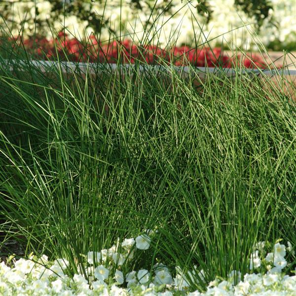 Javelin Juncus