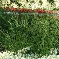 ColorGrass® Juncus Javelin Commercial Landscape 1