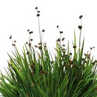 ColorGrass® Juncus Starhead Bloom