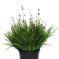 ColorGrass® Juncus Starhead Container