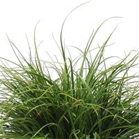 ColorGrass® Luzula Lucius Bloom