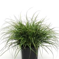 ColorGrass® Luzula Lucius Container