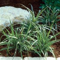 ColorGrass® Luzula Lucius Landscape