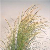 ColorGrass® Stipa Pony Tails Bloom