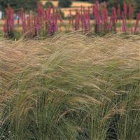 ColorGrass® Stipa Pony Tails Landscape