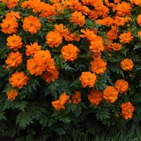 Cosmos Mandarin Landscape