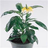 Tropic Yellow Splash Container