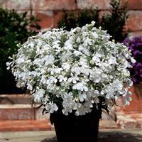 Riviera White Container