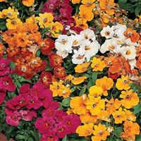 Nemesia Sundrops Mixture Bloom