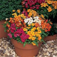 Nemesia Sundrops Mixture Container