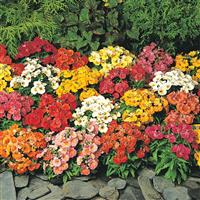 Nemesia Sundrops Mixture Landscape