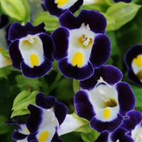 Kauai™ Blue & White Bloom