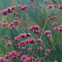 Verbena Buenos Aires Bloom