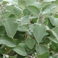 Plectranthus Silver Shield Bloom